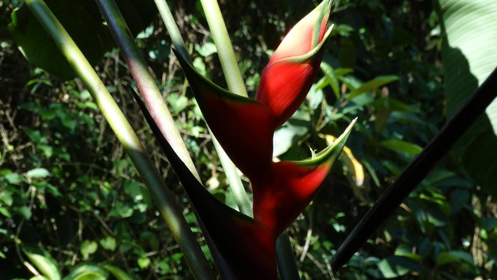 Chales Bangalos Itamambuca ウバトゥバ エクステリア 写真